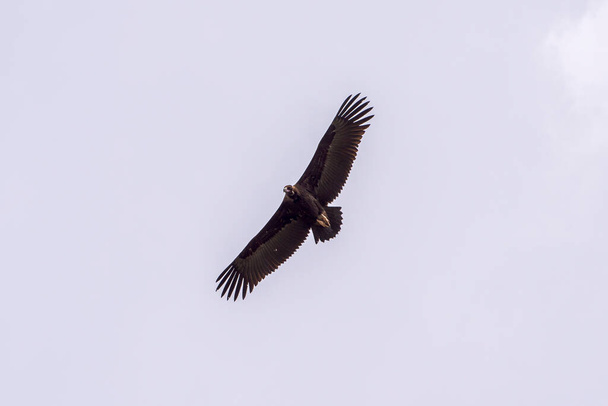 Cinereous vulture, Aegypius monachus, in flight. Photo taken in the municipality of Colmenar Viejo, province of Madrid, Spain - Photo, Image