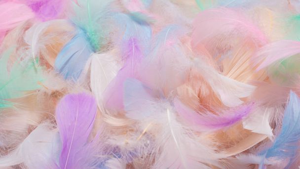 Colorful feather background, top view.  - Photo, Image