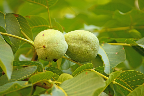 Unripe walnuts - Фото, зображення
