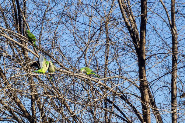Grupo de periquito monje (Myiopsitta monachus) posado sobre las ramas de un árbol  - Foto, imagen