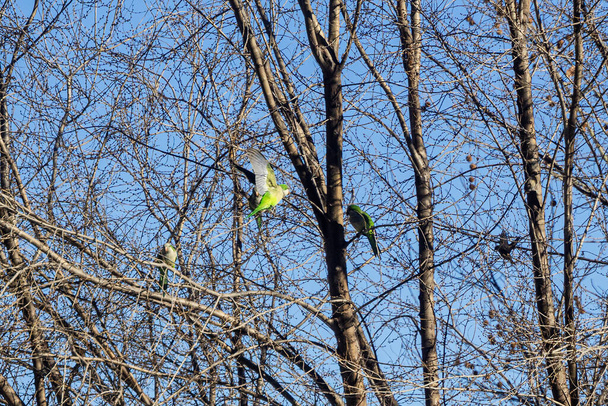 Groupe de perruche moine (Myiopsitta monachus) perché sur les branches d'un arbre tandis que l'un d'eux vole  - Photo, image