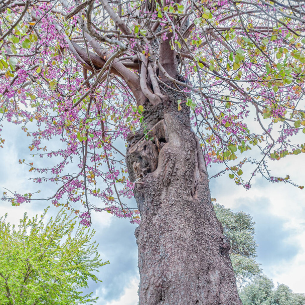 Bulutlu bir bahar gününde gökyüzüne karşı çiçek açan Judas ağacı (Cercis silikastrum) - Fotoğraf, Görsel