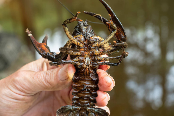 Astacus astacus, the European crayfish, noble crayfish, or broad-fingered crayfish, is the most common species of crayfish in Europe. , beatiful photo - Photo, Image