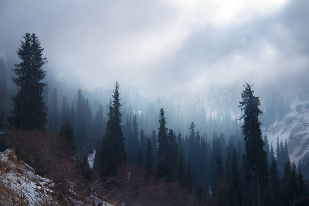 Vuoristorotu talvella, huono sää vuorilla, rotko sumussa, aurinko kurkistaa pilvien ja sumun läpi, lumi on vuorten rinteillä, rotkossa on paljon puita. - Valokuva, kuva