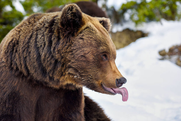 茶色のクマの美しいクローズアップ肖像画(Ursus arctos) - 写真・画像