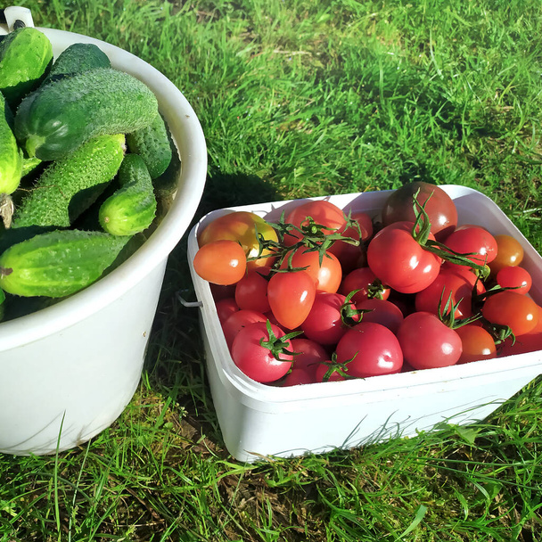 Érett zöldségek szedése egy környezetbarát kertből. Egészséges életmód. Környezetbarát és egészséges élelmiszerek. - Fotó, kép