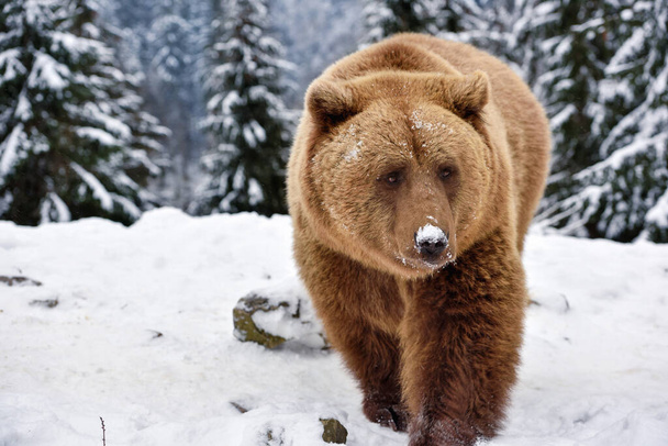 Wild brown bear (Ursus arctos) on the snow - Photo, Image