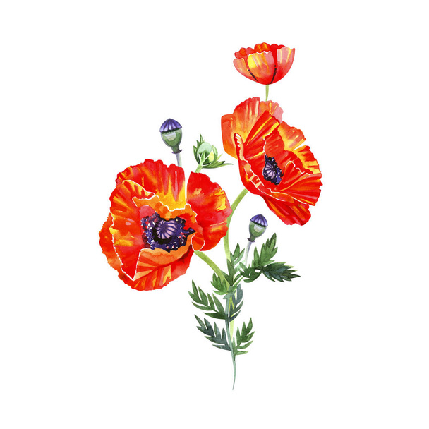 Red Poppy flower isolated on white background,  illustration - Foto, imagen