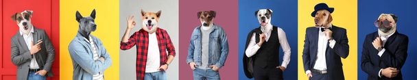 Стильные мужчины с головой собаки на цветном фоне - Фото, изображение