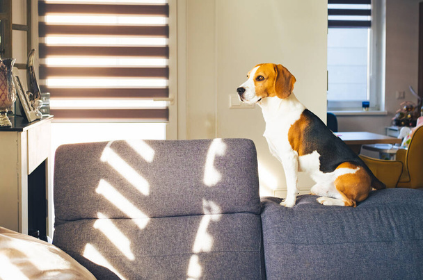 Beagle perro sentarse en la parte superior de soffa en habitación luminosa - Foto, imagen