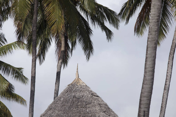 Tropisch abstrakter Hintergrund, atmosphärische Stimmung exotischer Ferien. Strohdächer in Großaufnahme unter Palmen. Detail der Hütte im Paradies Resort. - Foto, Bild
