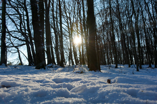 Βαθύ χιόνι με ανατολή πίσω από τα δέντρα στο δάσος, στο Spessart, Βαυαρία, Γερμανία - Φωτογραφία, εικόνα