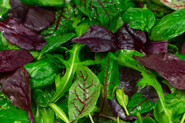 レタスの背景。新鮮な緑と赤のレタスの葉を閉じます。緑の葉の背景。食事、健康食品. - 写真・画像