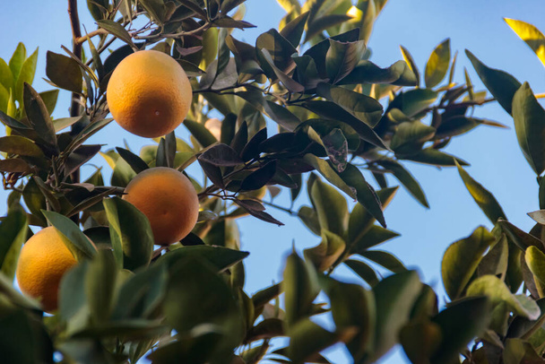 Mooie citrusboom met rijp fruit close-up - Foto, afbeelding