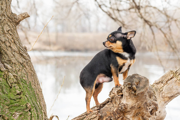 Чауахуа для прогулки в саду или парке. Ухоженная собака Чхуахуа мини гладкошерстная - Фото, изображение