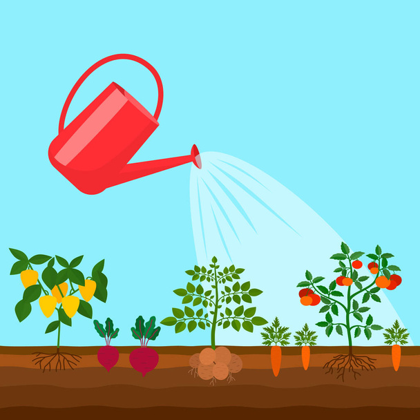 zeleninové záhony jsou zavlažovány zahradní konvicí. zahradní koncept. vektorová ilustrace - Vektor, obrázek