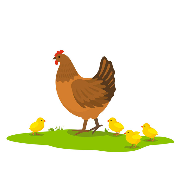 Tavuk, tavuklarıyla yeşil çimlerin üzerinde yürüyor. Beyaz arkaplanda izole edilmiş vektör illüstrasyonu - Vektör, Görsel
