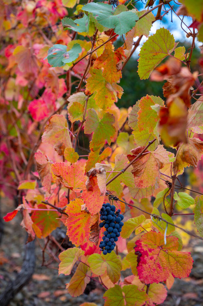Красочный осенний пейзаж старейшего винного региона мира Доуро в Португалии, различные сорта виноградных лоз, растущих на террасных виноградниках, производство красного, белого, рубинового и рыжего портвейна. - Фото, изображение