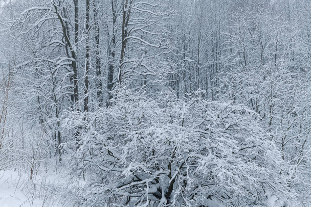 Winterpanorama des Riesengebirges, Tschechien - viel Schnee - Foto, Bild