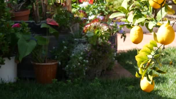 Árvore de frutas amarelas limão citrino, Califórnia EUA. Jardim de primavera, plantação agrícola local americana, horticultura familiar. Folhas frescas suculentas, folhagem tropical exótica, colheita no ramo - Filmagem, Vídeo