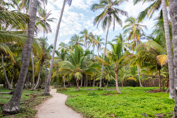 Chemin et palmiers
 - Photo, image