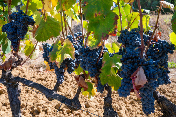 Дозрілий чорний або синій виноград сири використовують для виготовлення троянд або червоного вина, готового до збору врожаю на виноградниках в Кот-де-Прованс, область Прованс, на південь від Франції. - Фото, зображення