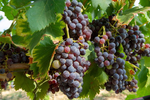 Uvas maduras de vino de cariñena negro o azul que utilizan para la elaboración de rosa o vino tinto listo para cosechar en viñedos en Cotes de Provence, región Provenza, sur de Francia de cerca - Foto, imagen