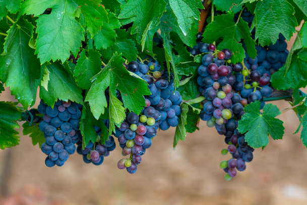 Reife schwarze oder blaue Carignan- oder Mourverde-Weintrauben zur Herstellung von Rosen- oder Rotweinen, die auf Weinbergen in Cotes de Provence, Region Provence, Südfrankreich erntereif sind - Foto, Bild