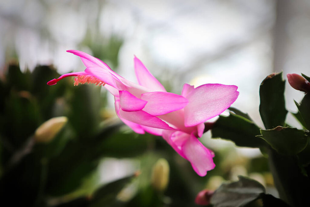 Vue latérale d'une fleur rose de cactus de Noël - Photo, image