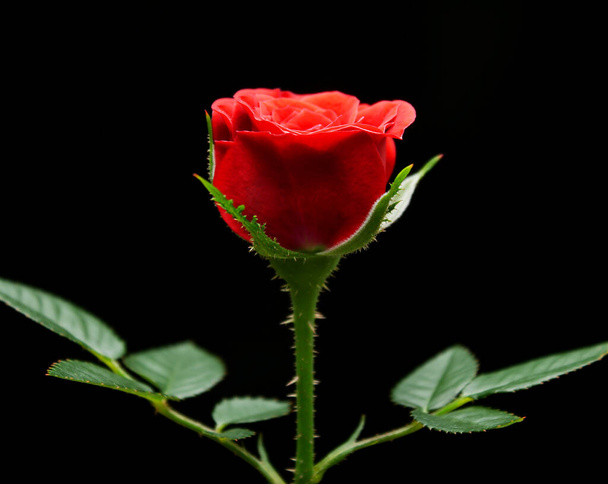 Rosa roja sobre fondo negro, tema románico, feliz día de San Valentín, fondo de pantalla colorido - Foto, imagen