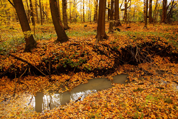 A patak meder lövés ősszel fényes sárga juharfalevél mindenhol. - Fotó, kép