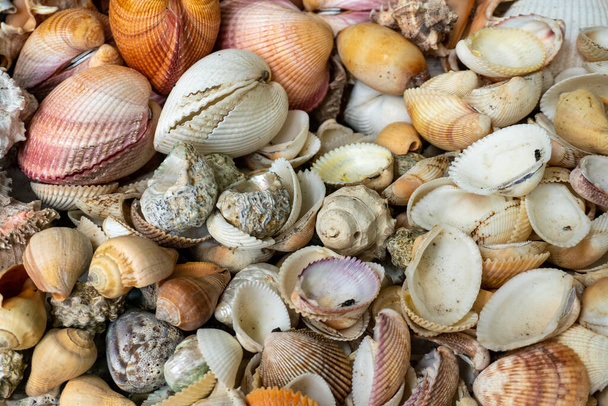 Shells on the City Market in Africa, Fish Market in Dar Es Salaam, Tanzania - Photo, Image