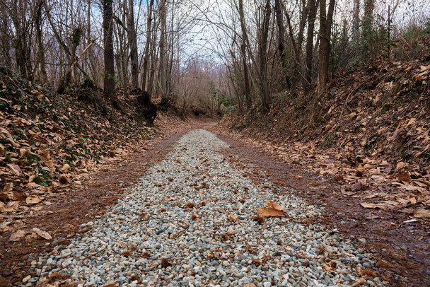 sentiero che va nel bosco in inverno con alberi spogli e foglie secche a terra - Foto, immagini