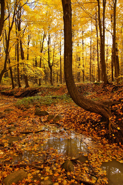 Сгибающееся дерево, склоняющееся над ручьем, снятое осенью с ярко-желтыми листьями клена поверх. - Фото, изображение