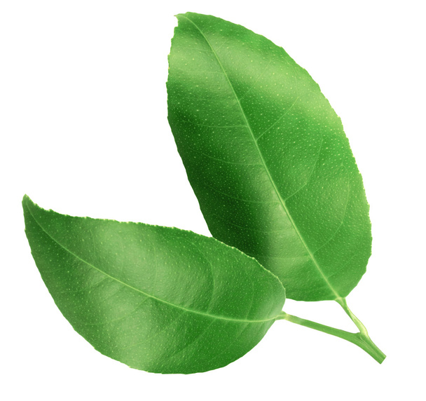 Цитрусовые листья изолированы на белом фоне - Фото, изображение