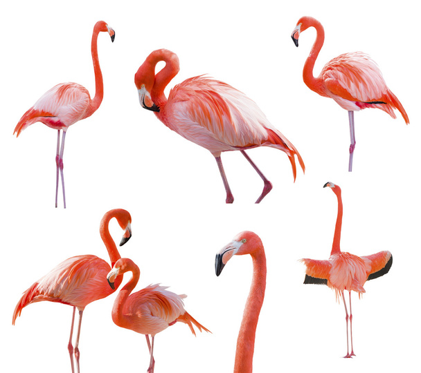 Collection of Flamingos Isolated on White - Photo, Image