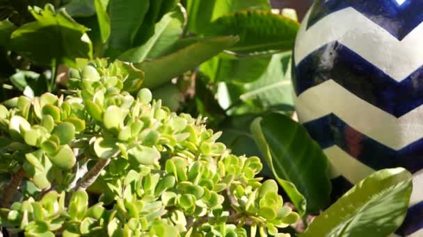 Mehukkaita kukkaruukussa, puutarhanhoito Yhdysvalloissa. Vihreän talon kasveja värikkäitä saviruukkuja. Meksikon tyyliin puutarha suunnittelu, kuiva aavikko koriste kukkaviljely. Luonnollinen kasvitieteellinen koriste vehreys - Materiaali, video