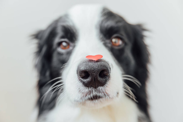 St. Valentine's Day concept. Funny portrait cute puppy dog border collie holding red heart on nose on white background. Lovely dog in love on valentines day gives gift - Fotografie, Obrázek