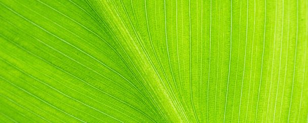 Abstrato veia folha verde para fundo - Foto, Imagem