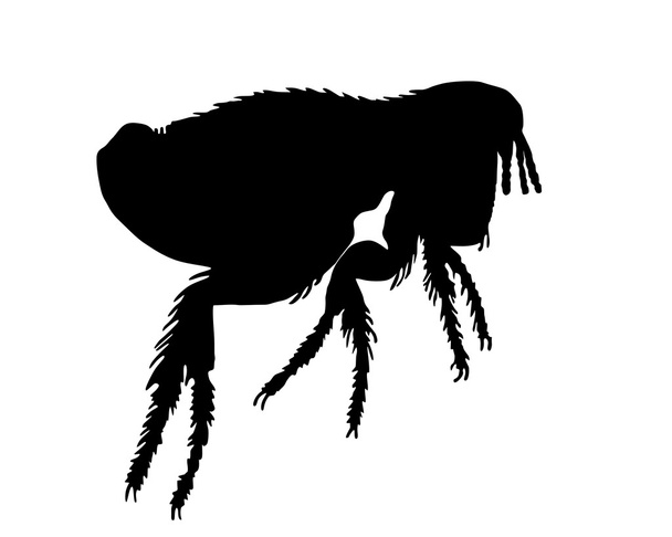 A silhueta preta de uma pulga de cão
 - Vetor, Imagem