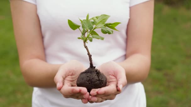 Holčičí ruce drží stromeček. Růst a zemědělství nový životní koncept. Chov rostlin a stromů. Zdraví, péče o životní prostředí pro matku Zemi. Zachraňuju život. Biologická rozmanitost rostlin - Záběry, video
