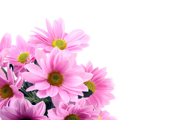 λουλούδια μαργαρίτα - Φωτογραφία, εικόνα