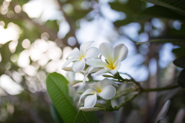 De afbeelding van Zoete geur van witte plumeria bloemen in de tuin - Foto, afbeelding