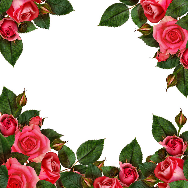 Red rose flowers arrangement  - Foto, immagini