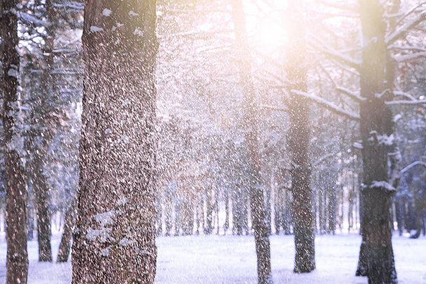 İnanılmaz bir kış sabahı. Karla kaplı güzel orman - Fotoğraf, Görsel