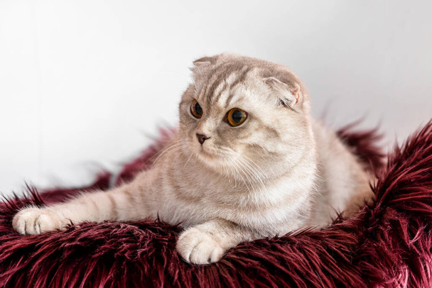 Słodki kot z ciepłą kratą na krześle. Koncepcja sezonu grzewczego - Zdjęcie, obraz