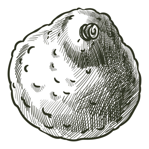 Avocado pear, small vegetable with peel vector - Вектор, зображення