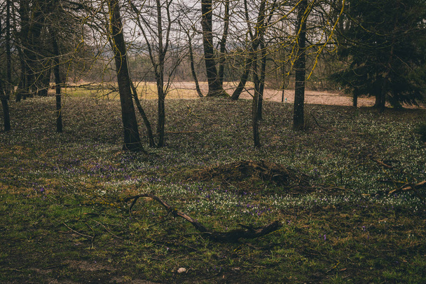 Панорама поля, заполненного подснежниками (Galanthus nivalis) ранней весной. Концепция мистического утреннего луга с подснежниками. Обзор поля с подснежниками. - Фото, изображение