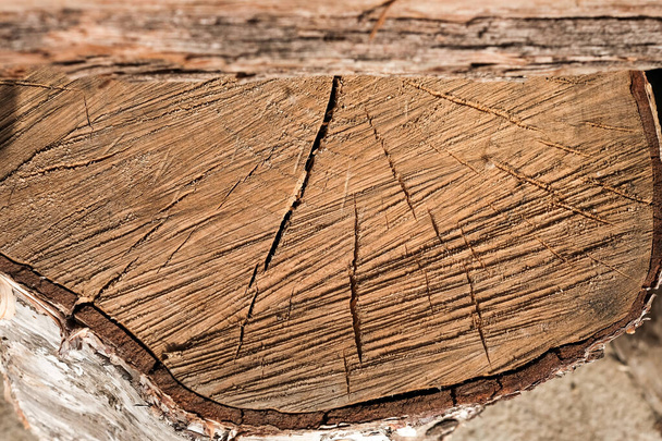 background sawn wood birch, stump, natural wood texture. - Photo, Image