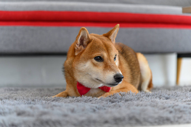 Shiba Inu Japanese dog with tie bowtie red on the carpet near sofa in living room. Pet Lover concept. animal portrait with copy space - Photo, Image